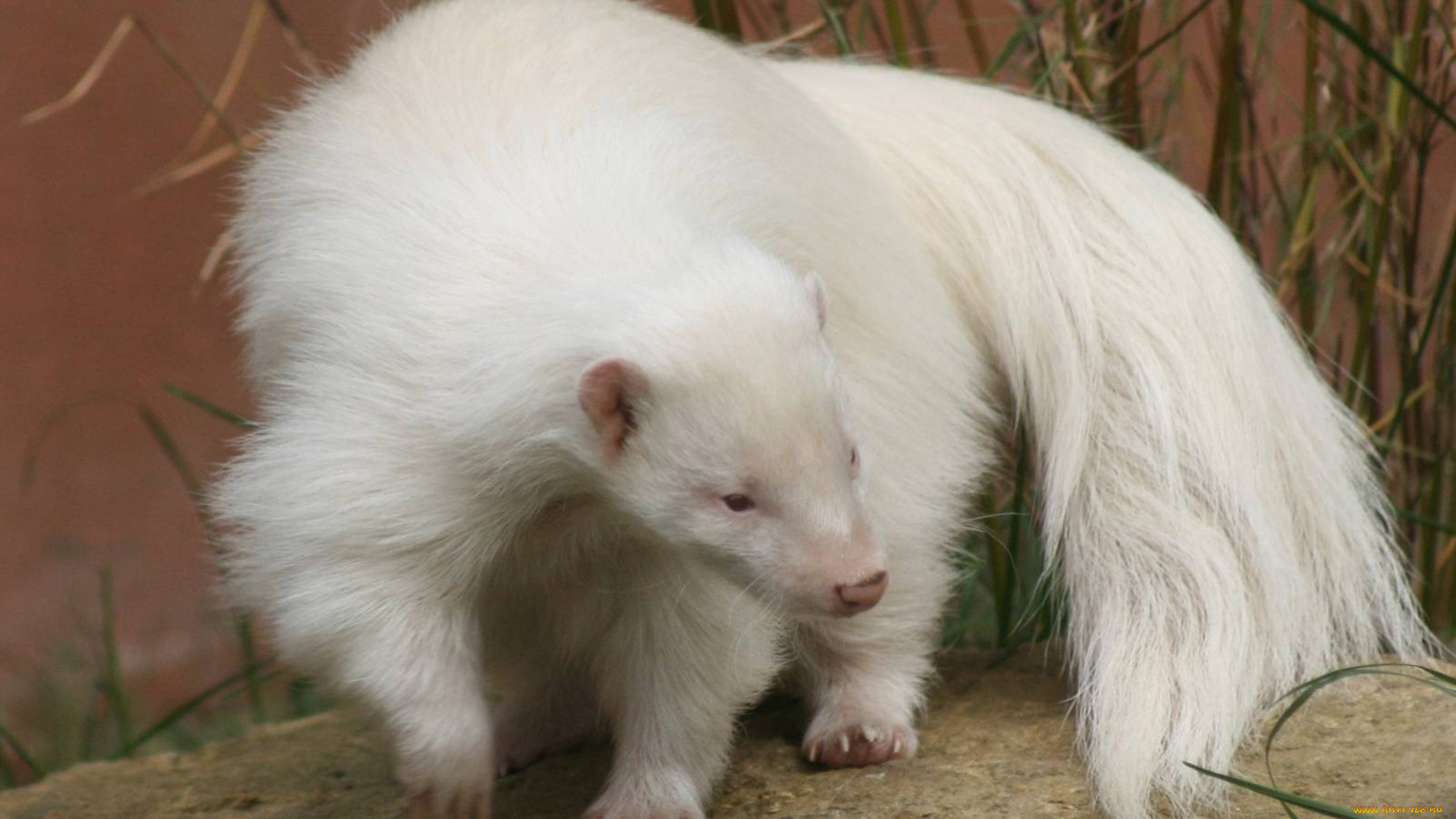 В дикой природе мыши с альбинизмом. Фретка хорек-альбинос. Хорек альбинос. Белая Росомаха альбинос. Скунс альбинос.